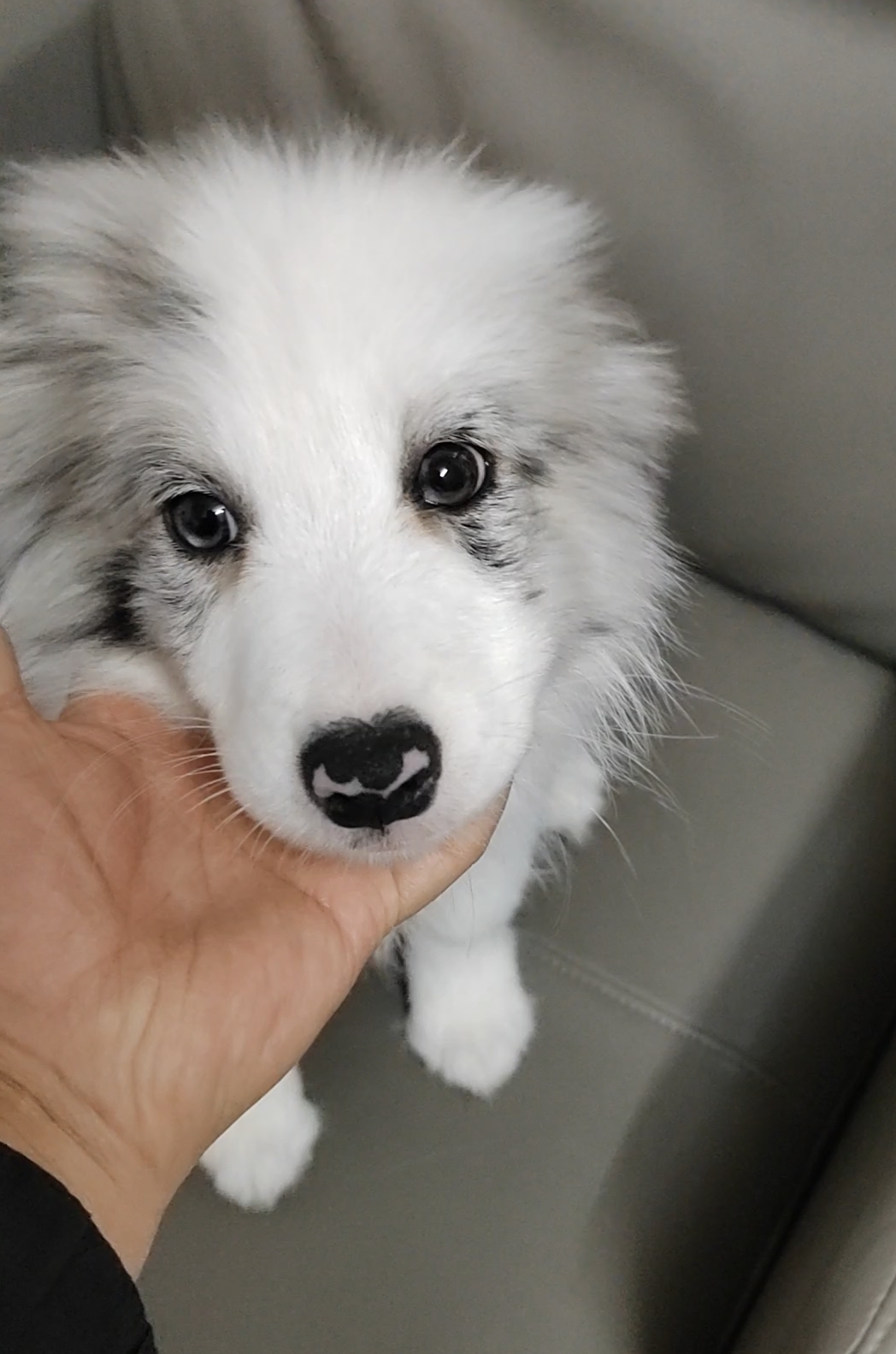 双血统精品蓝陨石妹妹,疫苗齐全、花色完美